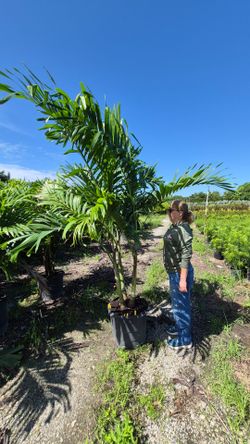 Huge Adonidias Plants. Christmas Palms 7 feet Tall