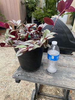 Tradescantia Zebrina plant