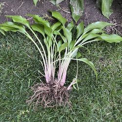 Beautiful Hostas