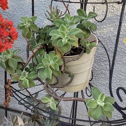 Echeveria Coccinea 