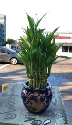 Big Chinese lucky bamboo 3 tee come with a nice 22 K blue and gold pot