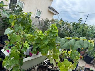 Kyoho grape and Muscat grape(rose scent) $15