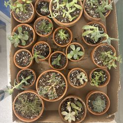 PLANT PURGE - Succulents