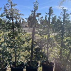 Podocarpus Icy Blue 