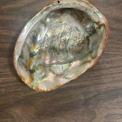 Abalone Shell 