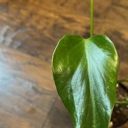 Philodendron Burle Marx Flame Two Leaf Cutting W/aerial Root