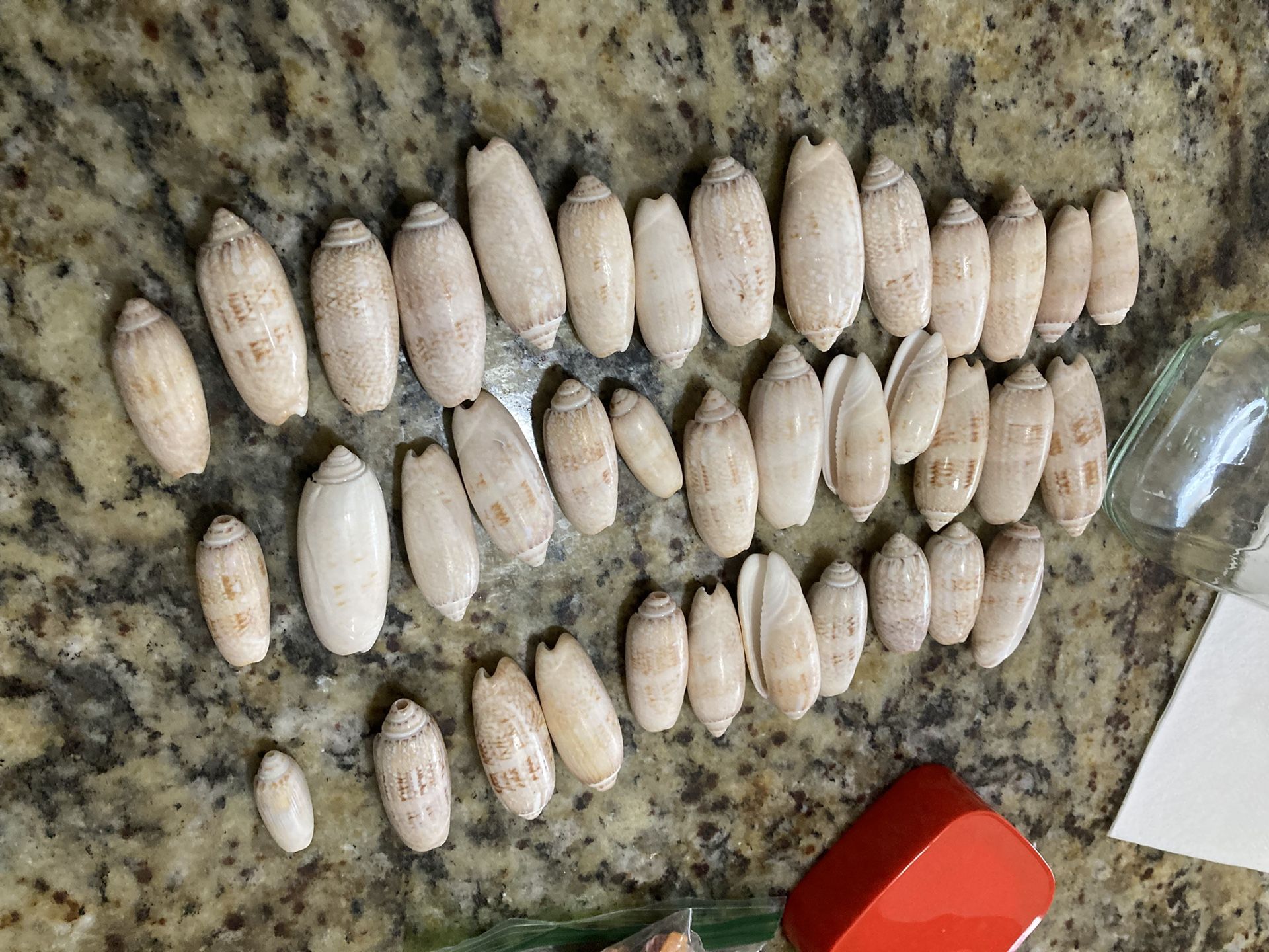 Sea Shelves