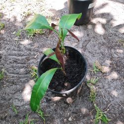 Thriving Mango Plant