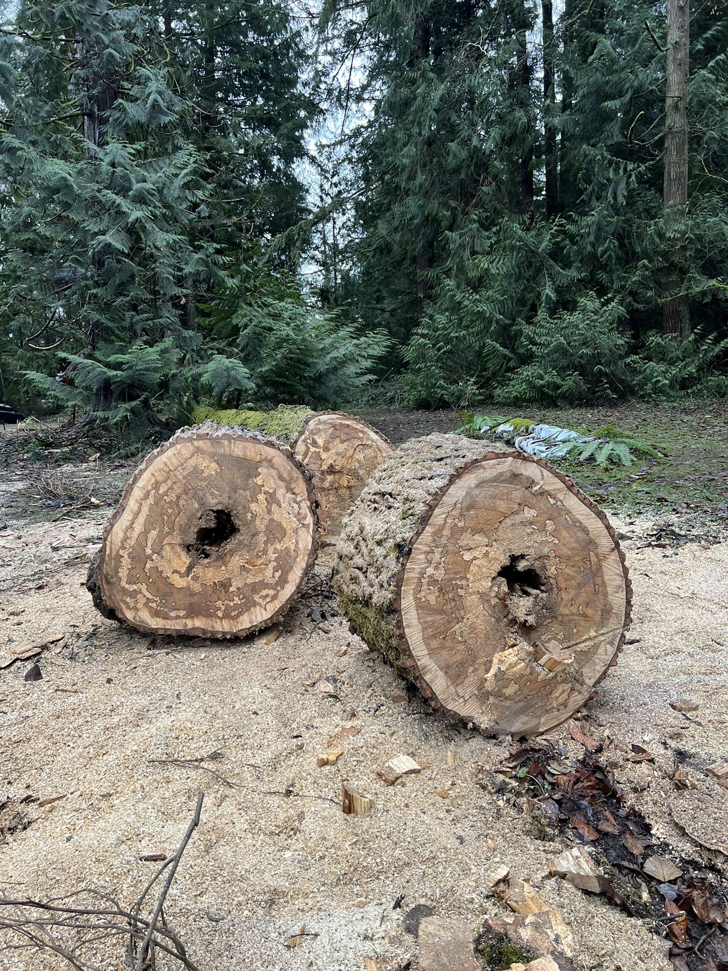 Free Firewood  - Update 12/26