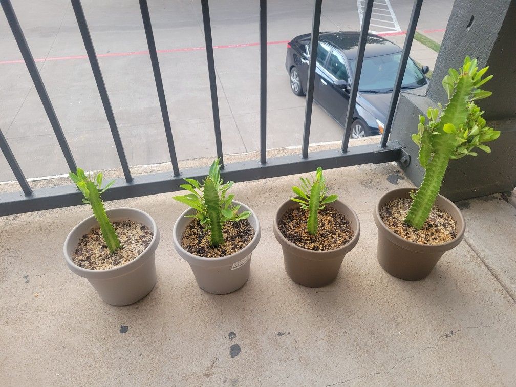 Cactus For Sale (Qty 4)