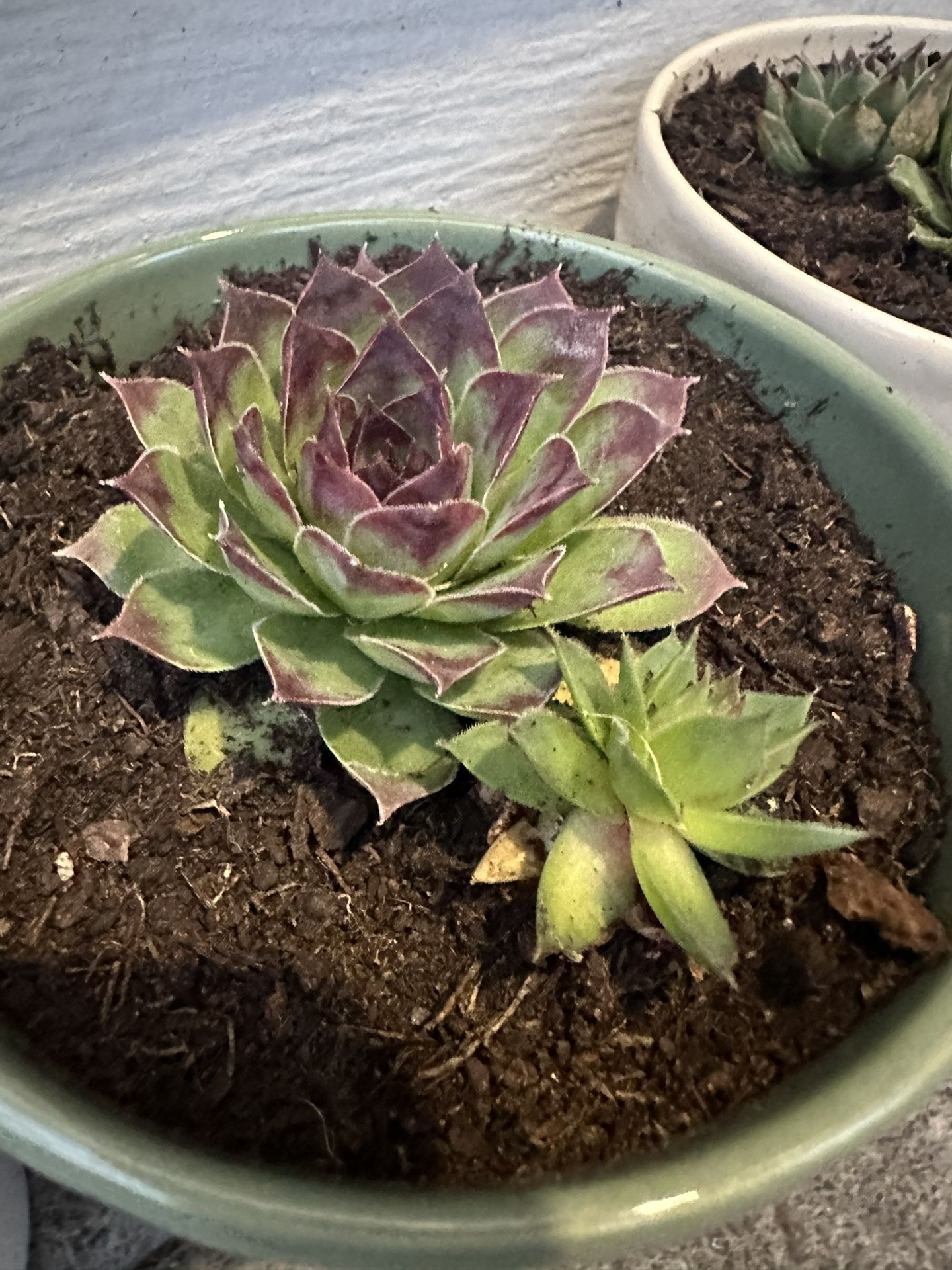 Violet Hybrid Succulents For Sale