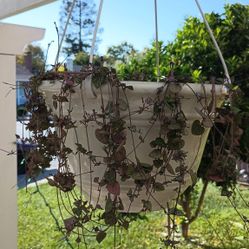 Plants