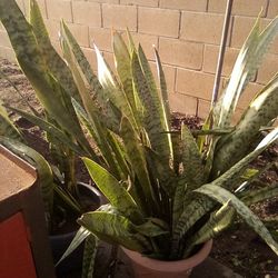 Mother N Laws Tongue Plant In A Pot $13