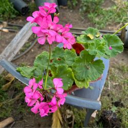 Planta de malva o geranio