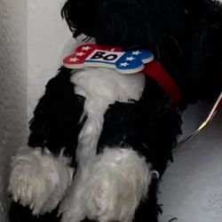 Bo the Portuguese Dog 