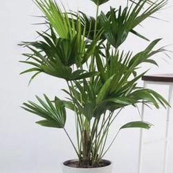 Houseplant European Fan Starter Plant Of That Plant