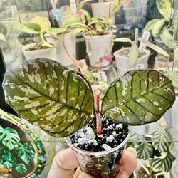 Hoya Gunung Gading Ghost