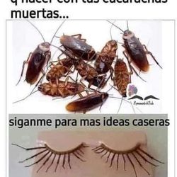 Acabamos Con Las plagas