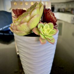 Succulent Plants In Ceramic Pot