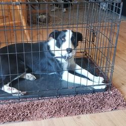 Wire Med. Size Dog Crate 30x19widex21Tall