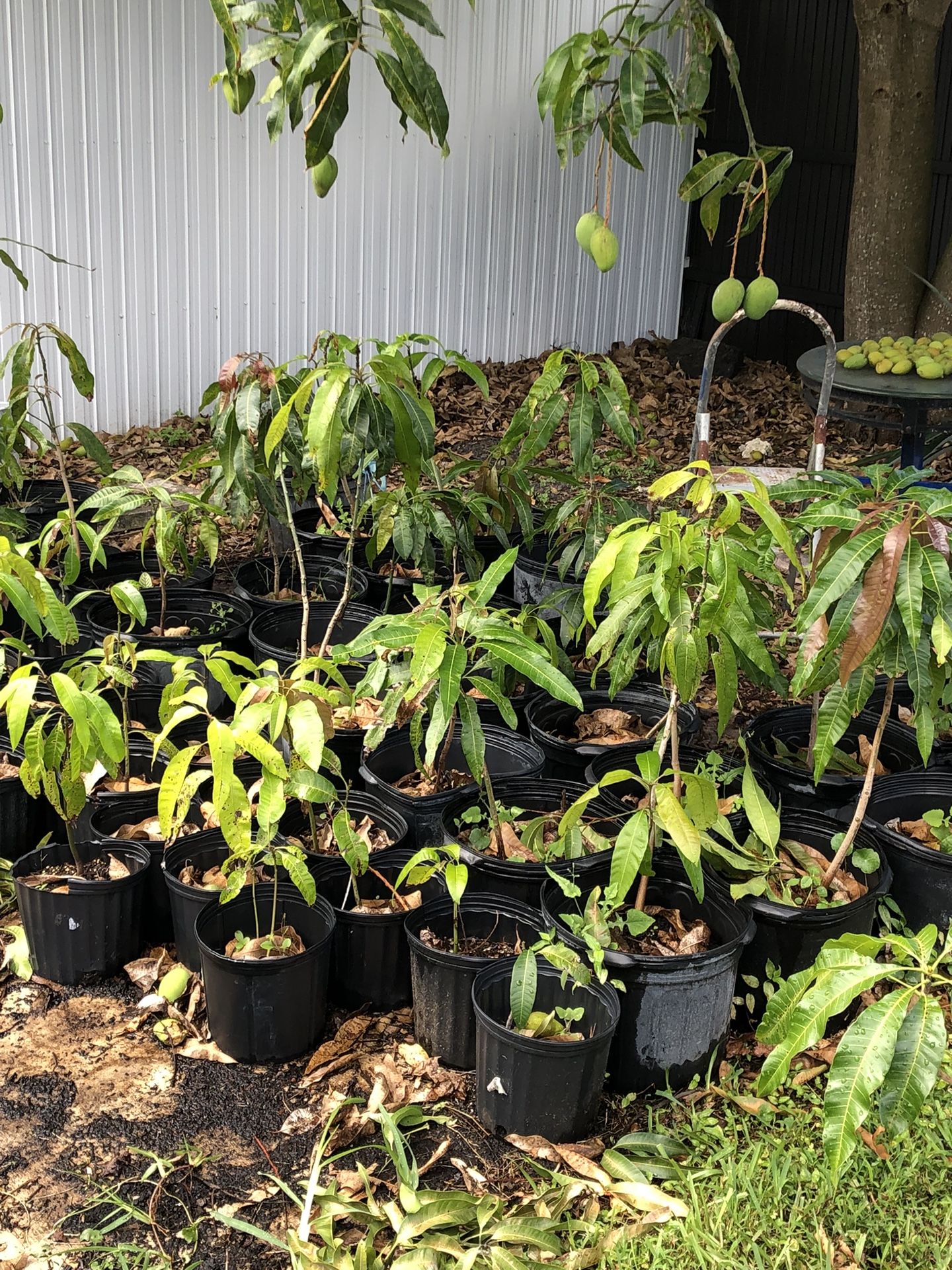 Carrie Mango Trees