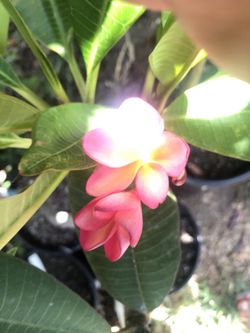 Plumerias