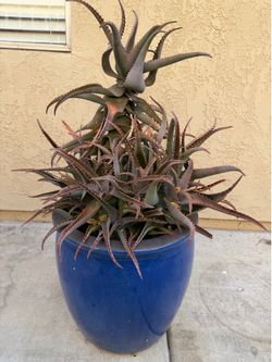 Assorted planters and pots ceramic and plastic