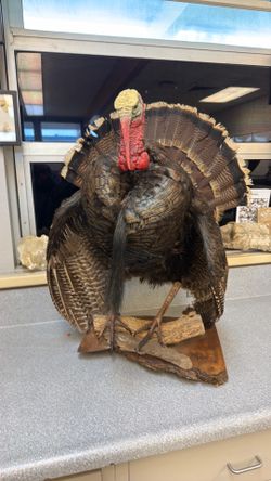Taxidermy stuff