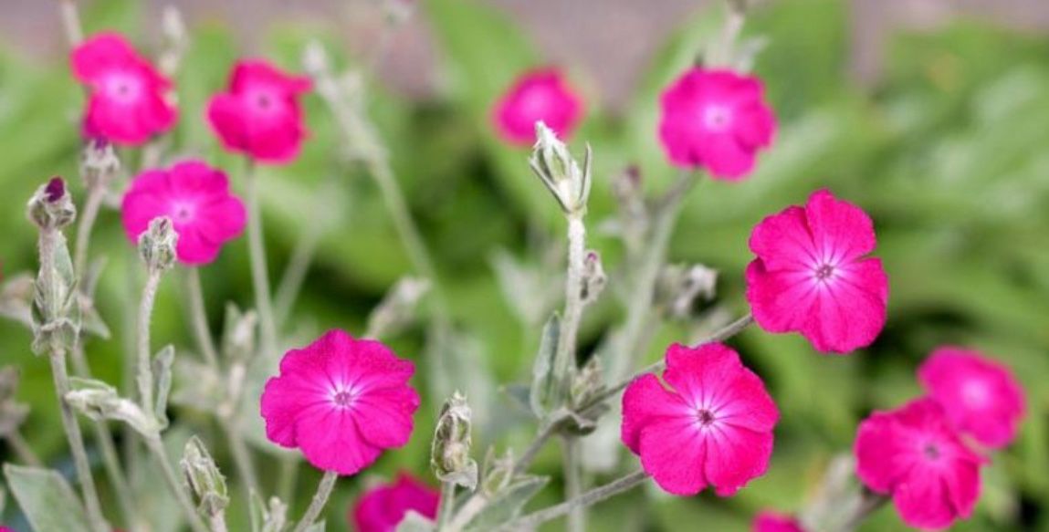 Rose Campion Starts