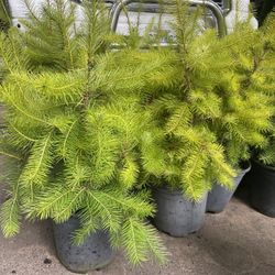 Douglas Fir Trees —