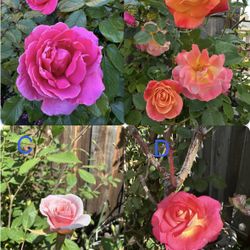 Live Rose Plants
