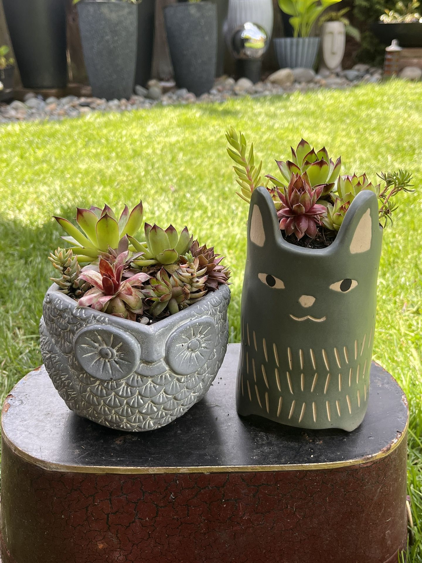 Owl Succulent Plant