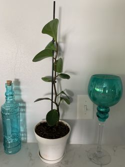 Medium Green Peperomia House Plant, Potted