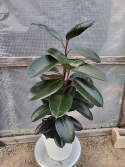 Burgundy Rubber Plant 10" Nursery Pot