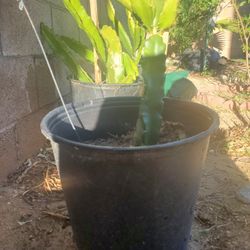 Dragon Fruit Plants