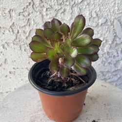 4 Inch Pot Succulent Rare Plant - Aeonium Blushing Beauty - Rooted & Established - Drought Resistant 🪴