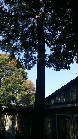 Southern Red Oak wood available soon!!