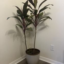 Large Plant