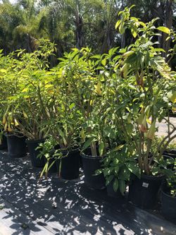 Beautiful plants