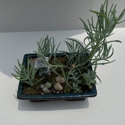 Blue ceramic Bonsai pot with 3 kinds of Succulents, moss , pebbles and a miniature asian lantern 