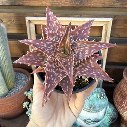 Aloe dorotheae Hybrid 4”