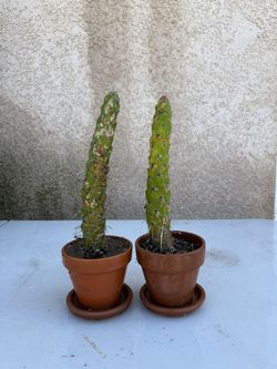 Planter / Plant / Cactus 