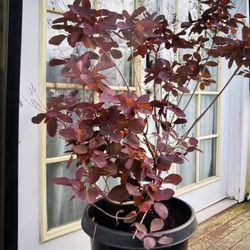 Beautiful Smoke Plants