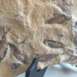 Fish fossil close up