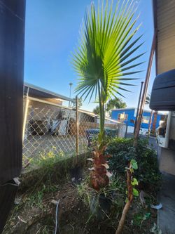 Palm tree