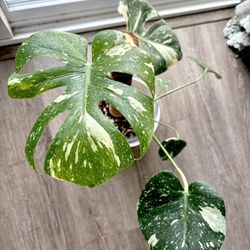 Monstera Thai Constellation Variegated Plant