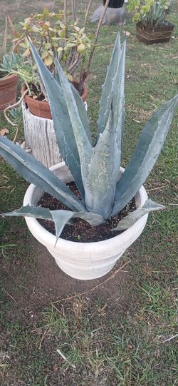 Large Blue Agave Plant in White Pot