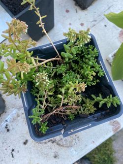Blooming Jelly Bean Plant (Sedum rubrotinctum)