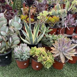 Variety Of Succulents Plants 