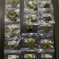 Plants Cuttings 
